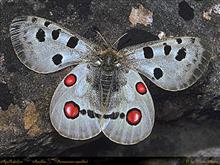 DoriSchmetterling