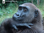 SilverBack_68