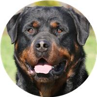 RottweilerX