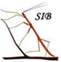sib666